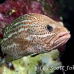 grouper_slender_db_h_0705_png2166.jpg